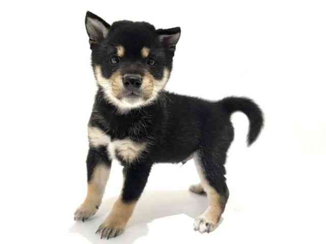 大阪府の柴犬(標準サイズ) (ひごペットフレンドリーイオン高槻店/2026年2月24日生まれ/男の子/黒)の子犬の3枚目の画像