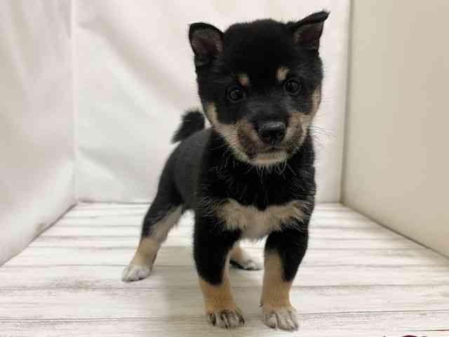 和歌山県の柴犬(標準サイズ) (ひごペットフレンドリーパームシティ和歌山店/2026年2月24日生まれ/男の子/黒)の子犬の3枚目の画像