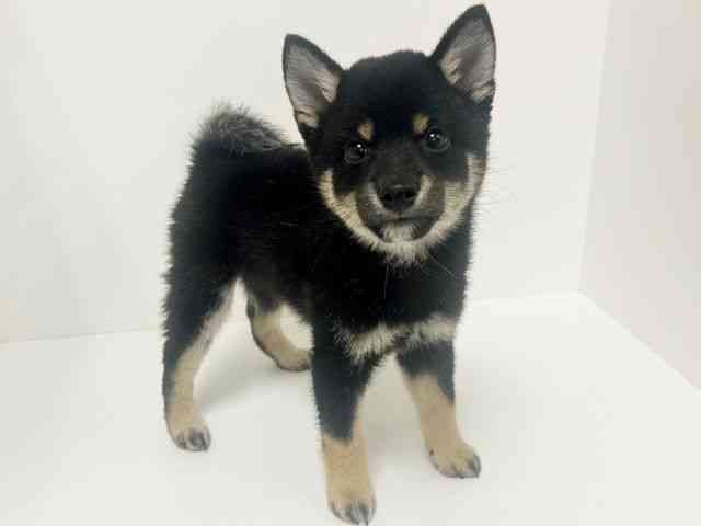 愛知県の柴犬(標準サイズ) (ひごペットフレンドリーイトーヨーカドー知多店/2026年2月22日生まれ/男の子/黒)の子犬の3枚目の画像