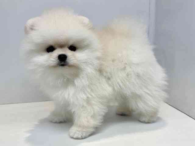 大阪府のポメラニアン (ひごペットフレンドリーセブンパーク天美店/2026年2月22日生まれ/男の子/クリーム)の子犬の3枚目の画像