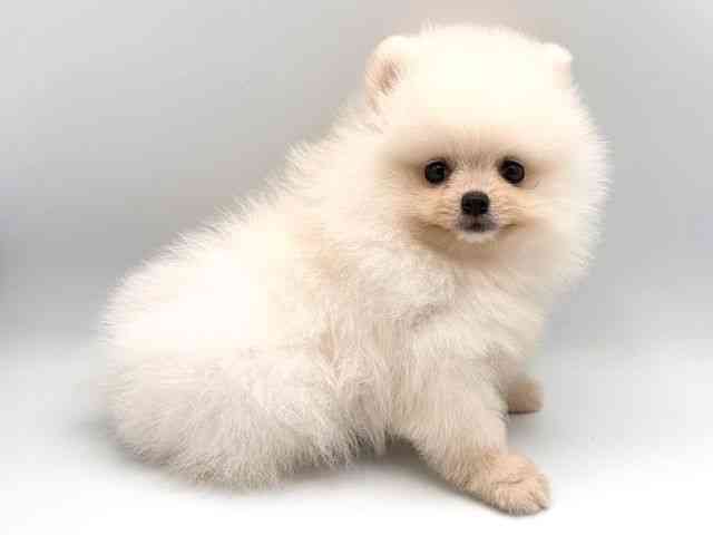 奈良県のポメラニアン (ひごペットフレンドリー田原本店/2026年2月22日生まれ/男の子/クリーム)の子犬の3枚目の画像