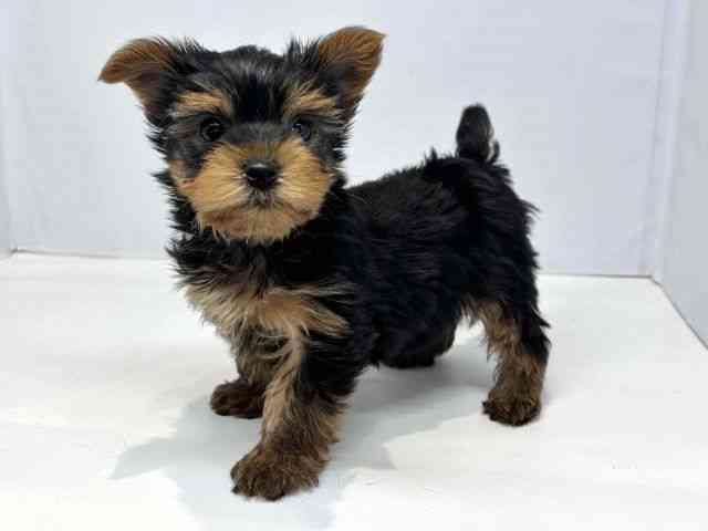 大阪府のヨークシャーテリア (ひごペットフレンドリーセブンパーク天美店/2026年2月23日生まれ/男の子/スチールブルータン)の子犬の3枚目の画像