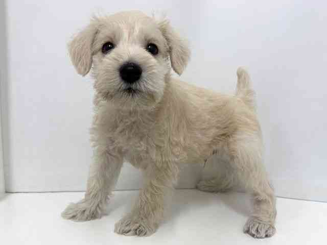 大阪府のミニチュアシュナウザー (ひごペットフレンドリーベルファⅡ都島店/2026年2月22日生まれ/男の子/ホワイト)の子犬の3枚目の画像