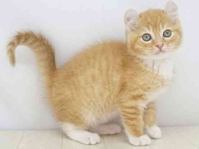 福岡県のマンチカン (ひごペットフレンドリーゆめタウン筑紫野店/2026年2月20日生まれ/女の子/レッドタビーホワイト)の子猫の3枚目の画像