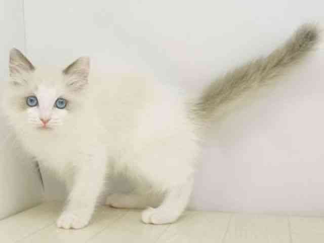 福岡県のラグドール (ひごペットフレンドリーゆめタウン筑紫野店/2026年2月13日生まれ/女の子/ブルーポイントバイカラー)の子猫の3枚目の画像