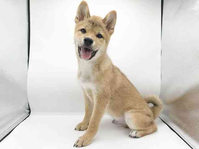京都府の柴犬(標準サイズ) (ひごペットフレンドリーイオンモール高の原店/2026年2月20日生まれ/男の子/赤)の子犬の3枚目の画像