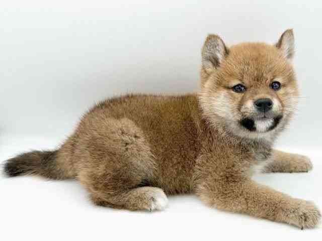 京都府の柴犬(標準サイズ) (ひごペットフレンドリーイオンモール高の原店/2026年2月20日生まれ/男の子/赤)の子犬の3枚目の画像