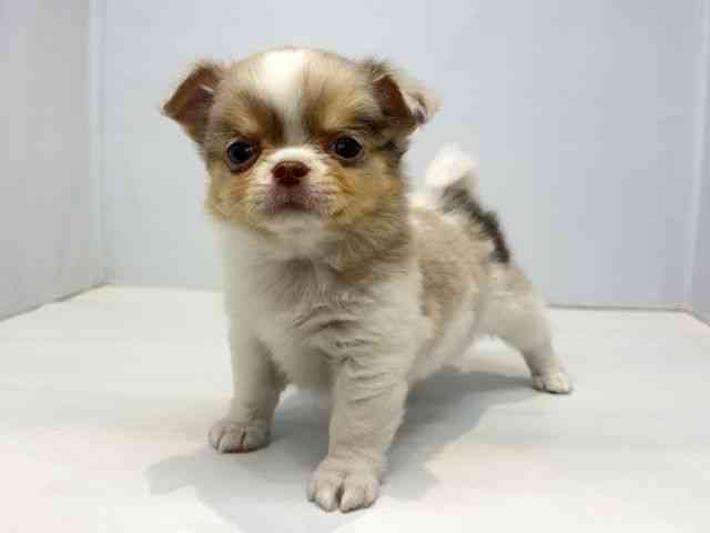 大阪府のチワワ(ロング) (ひごペットフレンドリーセブンパーク天美店/2026年2月22日生まれ/男の子/チョコレートマールタン＆ホワイト)の子犬の3枚目の画像