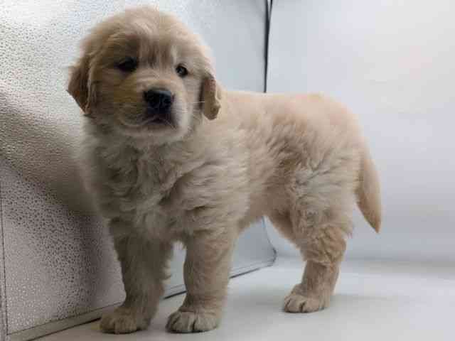 香川県のゴールデンレトリバー (ひごペットフレンドリーゆめタウン高松店/2026年2月25日生まれ/女の子/クリーム)の子犬の3枚目の画像