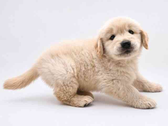 奈良県のゴールデンレトリバー (ひごペットフレンドリー田原本店/2026年2月25日生まれ/男の子/クリーム)の子犬の3枚目の画像