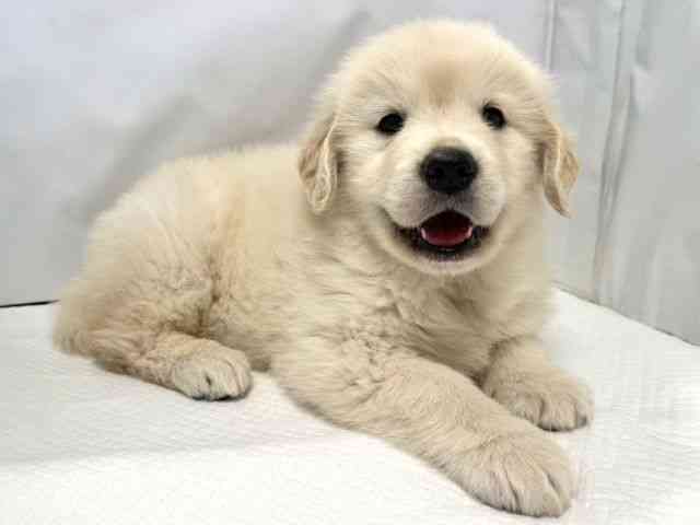 大阪府のゴールデンレトリバー (ひごペットフレンドリー堺プラットプラット店/2026年2月25日生まれ/女の子/クリーム)の子犬の3枚目の画像