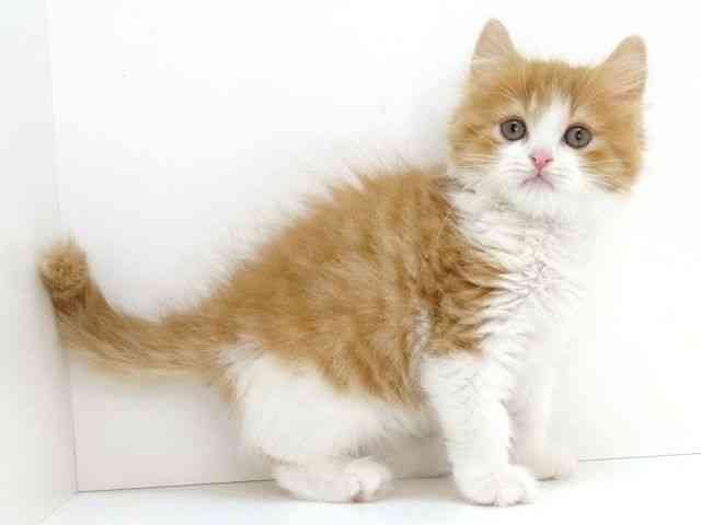 大阪府のスコティッシュフォールド (ひごペットフレンドリーいこらもーる泉佐野店/2026年2月24日生まれ/男の子/レッドタビーホワイト)の子猫の3枚目の画像