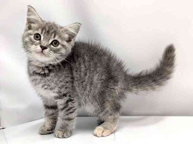 広島県のスコティッシュフォールド (ひごペットフレンドリーゆめタウン廿日市店/2026年2月18日生まれ/女の子/ブルーパッチドマッカレルタビー)の子猫の3枚目の画像