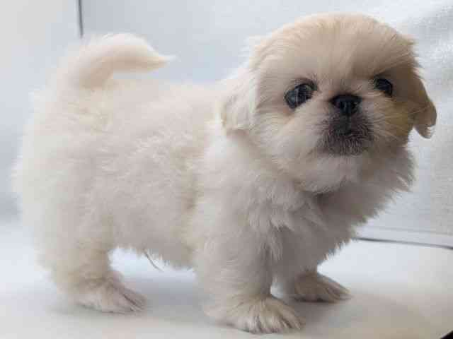 香川県のペキニーズ (ひごペットフレンドリーゆめタウン高松店/2026年2月25日生まれ/男の子/ホワイト)の子犬の3枚目の画像