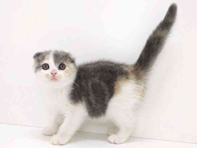大阪府のスコティッシュフォールド (ひごペットフレンドリーいこらもーる泉佐野店/2026年2月24日生まれ/女の子/ブルーパッチドタビーホワイト)の子猫の3枚目の画像