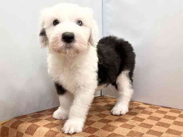 愛媛県のオールドイングリッシュシープドッグ (ひごペットフレンドリーエミフルMASAKI店/2026年2月25日生まれ/女の子/グレーホワイト)の子犬の3枚目の画像