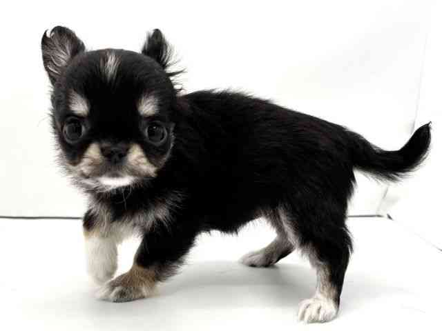 兵庫県のチワワ(ロング) (ひごペットフレンドリークラウンパーク伊丹店/2026年2月23日生まれ/女の子/ブラックタンホワイト)の子犬の3枚目の画像