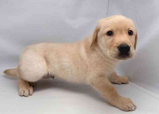 鳥取県のハーフ犬・ミックス犬 (ひごペットフレンドリーイオンモール鳥取北店/2026年2月26日生まれ/男の子/イエロー)の子犬の3枚目の画像
