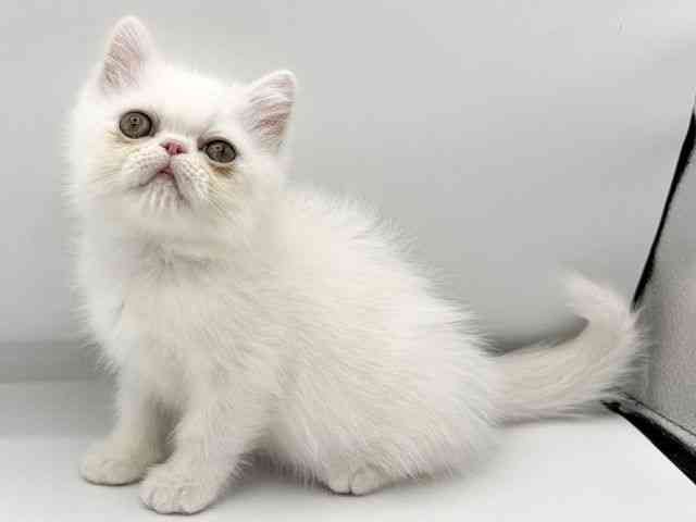 大阪府のエキゾチック (ひごペットフレンドリーららぽーとEXPOCITY店/2026年2月26日生まれ/男の子/ホワイト)の子猫の3枚目の画像