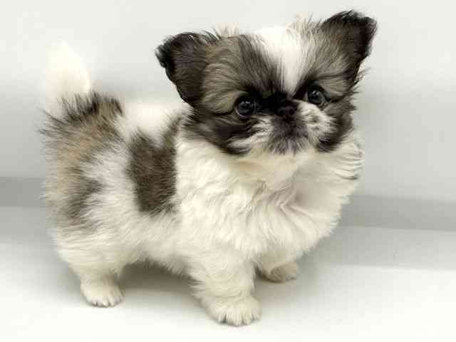 大阪府のチワペキ/ペキチー/ペキチワ(チワワ×ペキニーズ) (ひごペットフレンドリーららぽーとEXPOCITY店/2026年2月25日生まれ/男の子/フォーンホワイト)の子犬の3枚目の画像