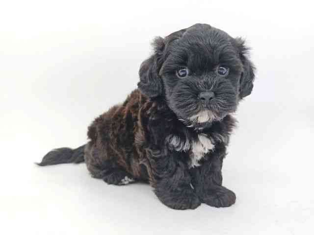 大阪府のプーズー/プーシーズ(プードル×シーズー) (ひごペットフレンドリー泉ヶ丘店/2026年2月24日生まれ/男の子/ブラックホワイト)の子犬の3枚目の画像