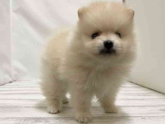 和歌山県のポメラニアン (ひごペットフレンドリーパームシティ和歌山店/2026年2月7日生まれ/男の子/クリーム)の子犬の3枚目の画像