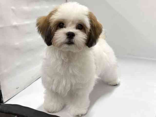 京都府のマルズー/マルシーズ(マルチーズ×シーズー) (ひごペットフレンドリー京都店/2025年11月12日生まれ/男の子/ゴールドホワイト)の子犬の3枚目の画像