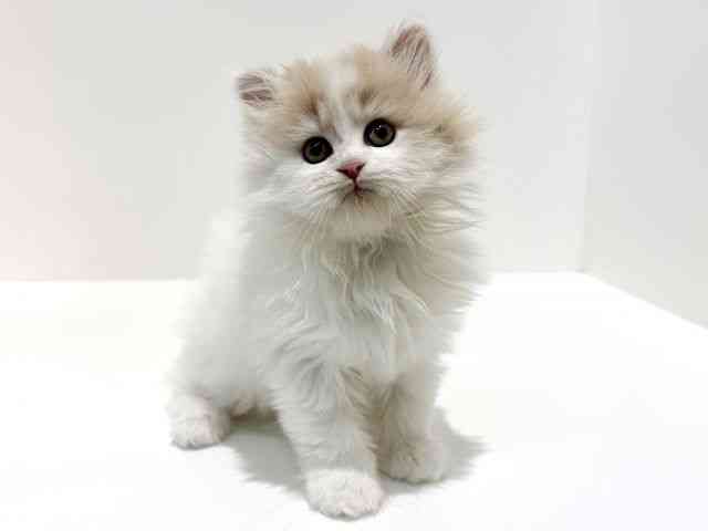 大阪府のサイベリアン (ひごペットフレンドリーイオン高槻店/2026年3月1日生まれ/男の子/クリームホワイトバン)の子猫の3枚目の画像