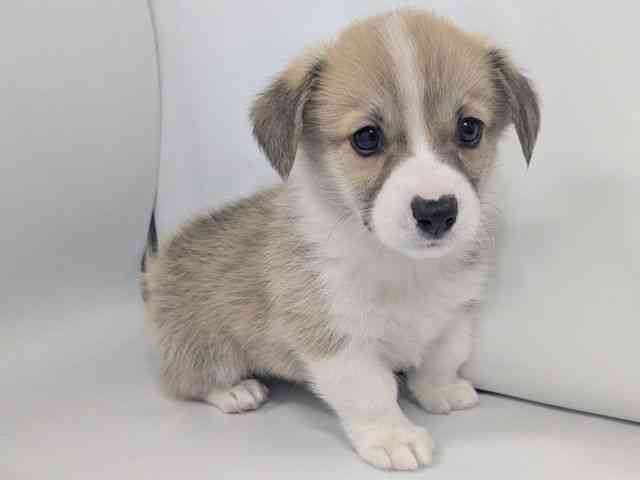 京都府のウェルシュコーギーペンブローク (ひごペットフレンドリー京都店/2026年2月28日生まれ/男の子/レッドホワイト)の子犬の3枚目の画像