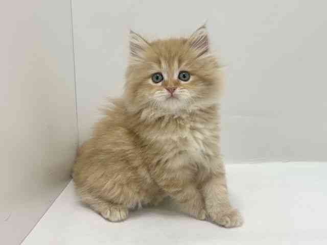 大阪府のラガマフィン (ひごペットフレンドリーアクロスプラザ住之江店/2026年2月28日生まれ/女の子/レッドタビー)の子猫の3枚目の画像