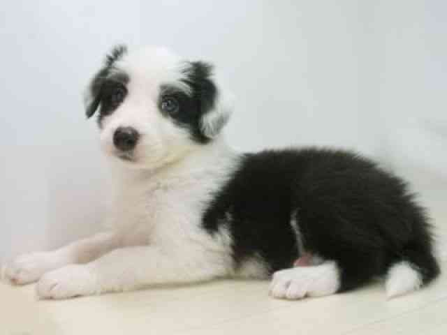 福岡県のボーダーコリー (ひごペットフレンドリーゆめタウン筑紫野店/2026年2月28日生まれ/男の子/ブラックホワイト)の子犬の3枚目の画像