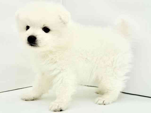 兵庫県の日本スピッツ (ひごペットフレンドリークラウンパーク伊丹店/2026年3月1日生まれ/男の子/ホワイト)の子犬の3枚目の画像