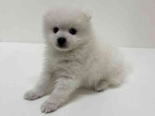 大阪府の日本スピッツ (ひごペットフレンドリーくずはモール店/2026年3月1日生まれ/男の子/ホワイト)の子犬の3枚目の画像
