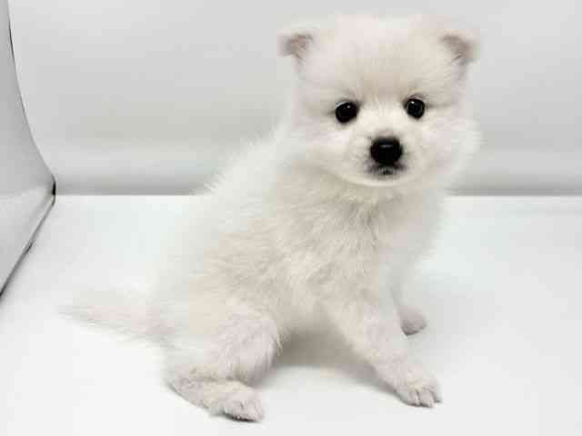 大阪府の日本スピッツ (ひごペットフレンドリーイオンタウン豊中庄内店/2026年2月27日生まれ/女の子/ホワイト)の子犬の3枚目の画像