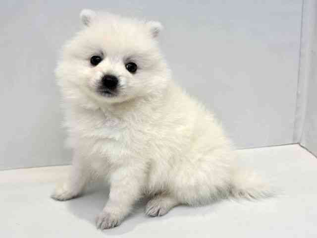 大阪府の日本スピッツ (ひごペットフレンドリーセブンパーク天美店/2026年2月27日生まれ/男の子/ホワイト)の子犬の3枚目の画像