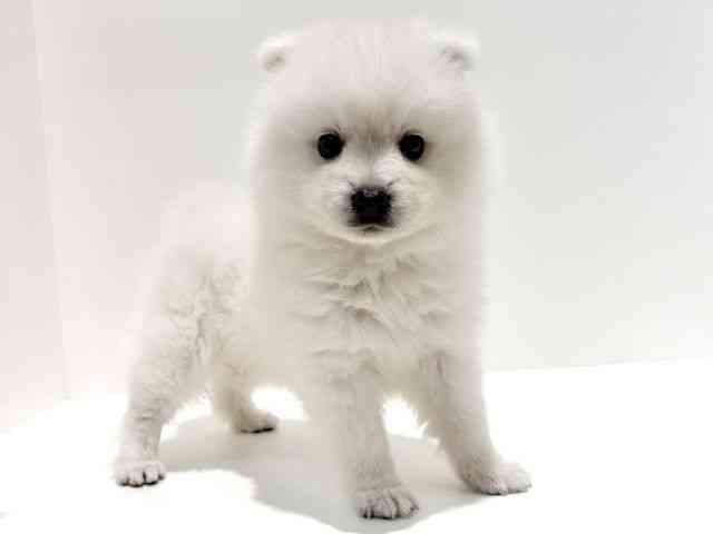 大阪府の日本スピッツ (ひごペットフレンドリーイオン高槻店/2026年2月27日生まれ/男の子/ホワイト)の子犬の3枚目の画像