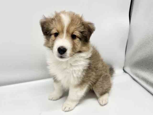 大阪府のシェットランドシープドッグ (ひごペットフレンドリーイオンタウン豊中庄内店/2026年2月20日生まれ/女の子/セーブルホワイト)の子犬の3枚目の画像