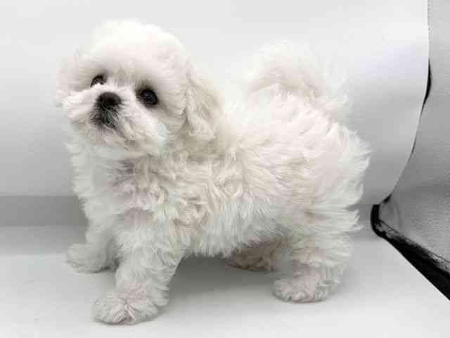 大阪府のビションフリーゼ (ひごペットフレンドリーららぽーとEXPOCITY店/2026年2月28日生まれ/男の子/ホワイト)の子犬の3枚目の画像