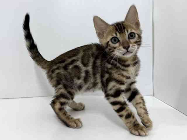 大阪府のベンガル (ひごペットフレンドリーベルファⅡ都島店/2026年2月28日生まれ/男の子/ブラウンスポットタビー)の子猫の3枚目の画像