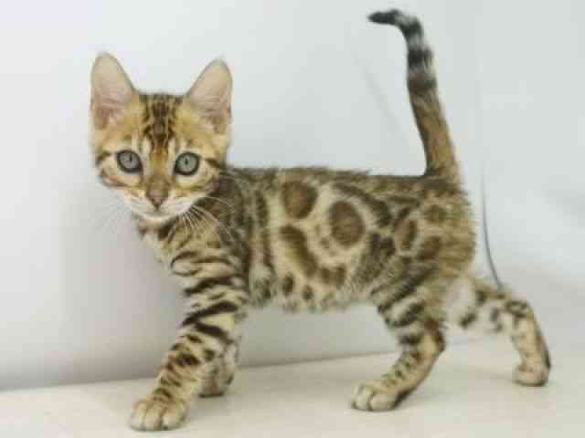 福岡県のベンガル (ひごペットフレンドリーゆめタウン筑紫野店/2026年2月28日生まれ/男の子/ブラウンスポットタビー)の子猫の3枚目の画像