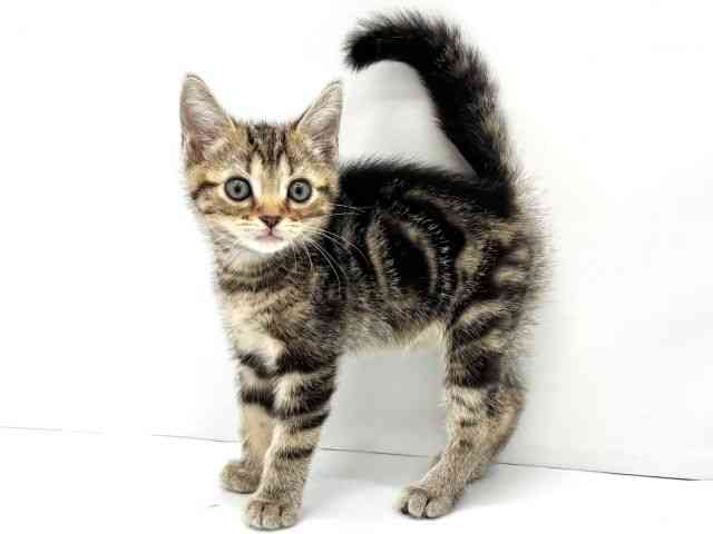 大阪府のアメリカンショートヘアー (ひごペットフレンドリーイオンタウン茨木太田店/2026年2月27日生まれ/男の子/ブラウンタビー)の子猫の3枚目の画像