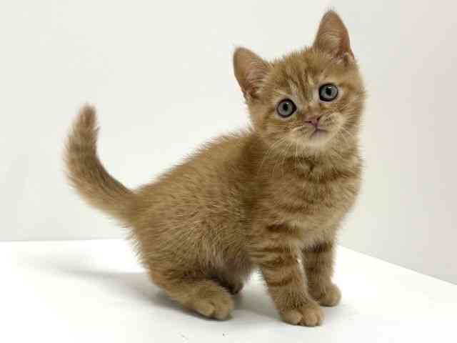 大阪府のスコティッシュフォールド (ひごペットフレンドリーくずはモール店/2026年2月27日生まれ/男の子/レッドタビー)の子猫の3枚目の画像