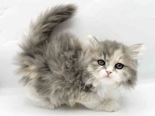 奈良県のサイベリアン (ひごペットフレンドリートナリエ大和高田店/2026年2月8日生まれ/女の子/ダイリュートキャリコ)の子猫の3枚目の画像