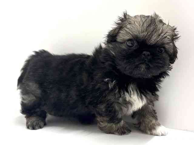 大阪府のペキニーズ (ひごペットフレンドリーくずはモール店/2026年2月28日生まれ/男の子/フォーンホワイト)の子犬の3枚目の画像