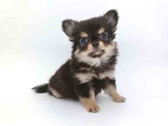 大阪府のチワワ(ロング) (ひごペットフレンドリー泉ヶ丘店/2026年2月27日生まれ/女の子/ブラックタン)の子犬の3枚目の画像