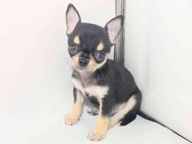 京都府のチワワ(スムース) (ひごペットフレンドリー京都店/2026年3月1日生まれ/男の子/ブラックタンホワイト)の子犬の3枚目の画像