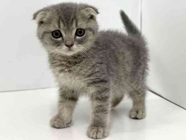 大阪府のスコティッシュフォールド (ひごペットフレンドリーベルファⅡ都島店/2026年2月25日生まれ/男の子/ブルータビー)の子猫の3枚目の画像