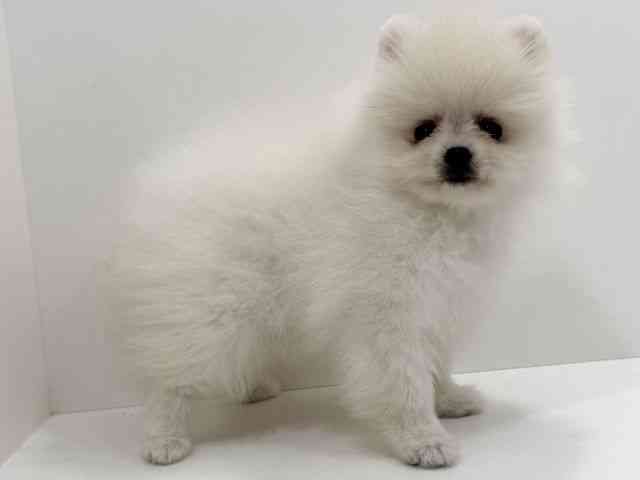 広島県のポメラニアン (ひごペットフレンドリーフジグラン神辺店/2026年2月25日生まれ/男の子/クリーム)の子犬の3枚目の画像