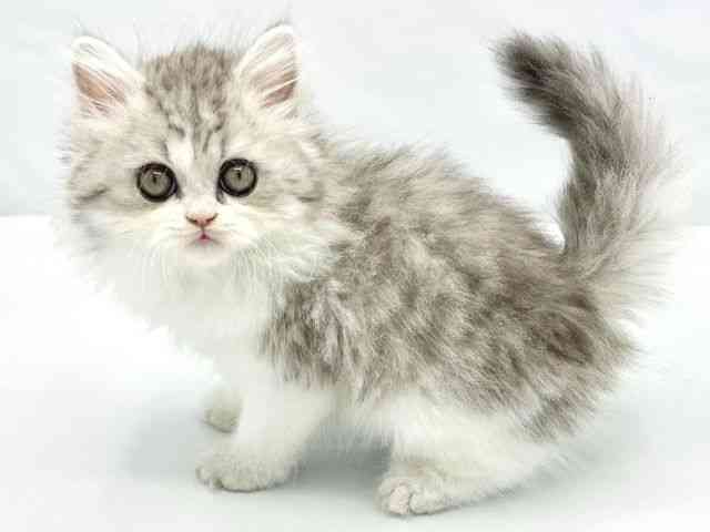 大阪府のエキゾチック (ひごペットフレンドリーイトーヨーカドー津久野店/2026年2月16日生まれ/男の子/シルバータビーホワイト)の子猫の3枚目の画像