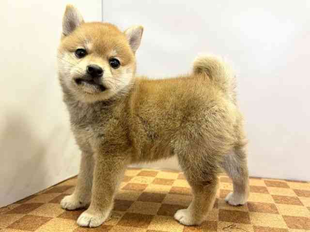 愛媛県の柴犬(標準サイズ) (ひごペットフレンドリーエミフルMASAKI店/2026年2月28日生まれ/女の子/赤)の子犬の3枚目の画像